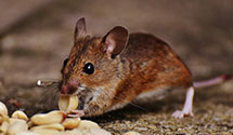 24 Hour & Emergency Exterminators in Hi Vista, CA